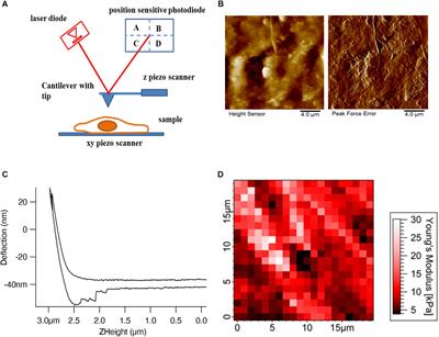 Mechanics of Brain Tissues Studied by Atomic Force Microscopy: A Perspective